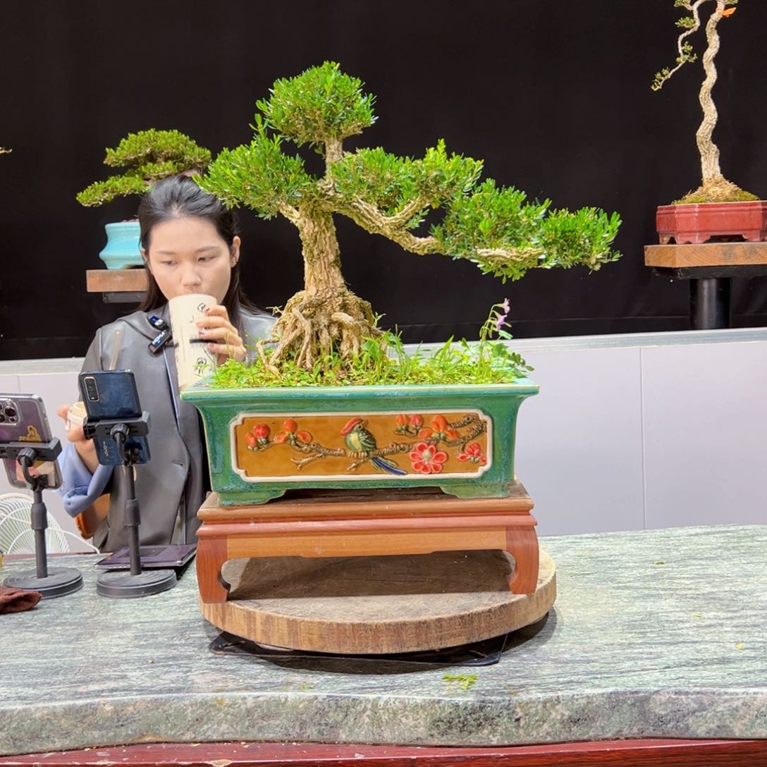 黄杨盆景老木桩四季长青