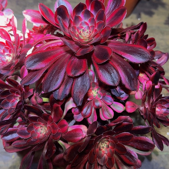 精品香奈儿捧花特价福利