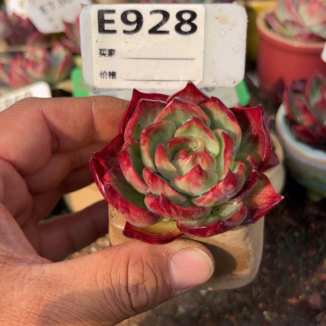 惊鸿一瞥928号多肉