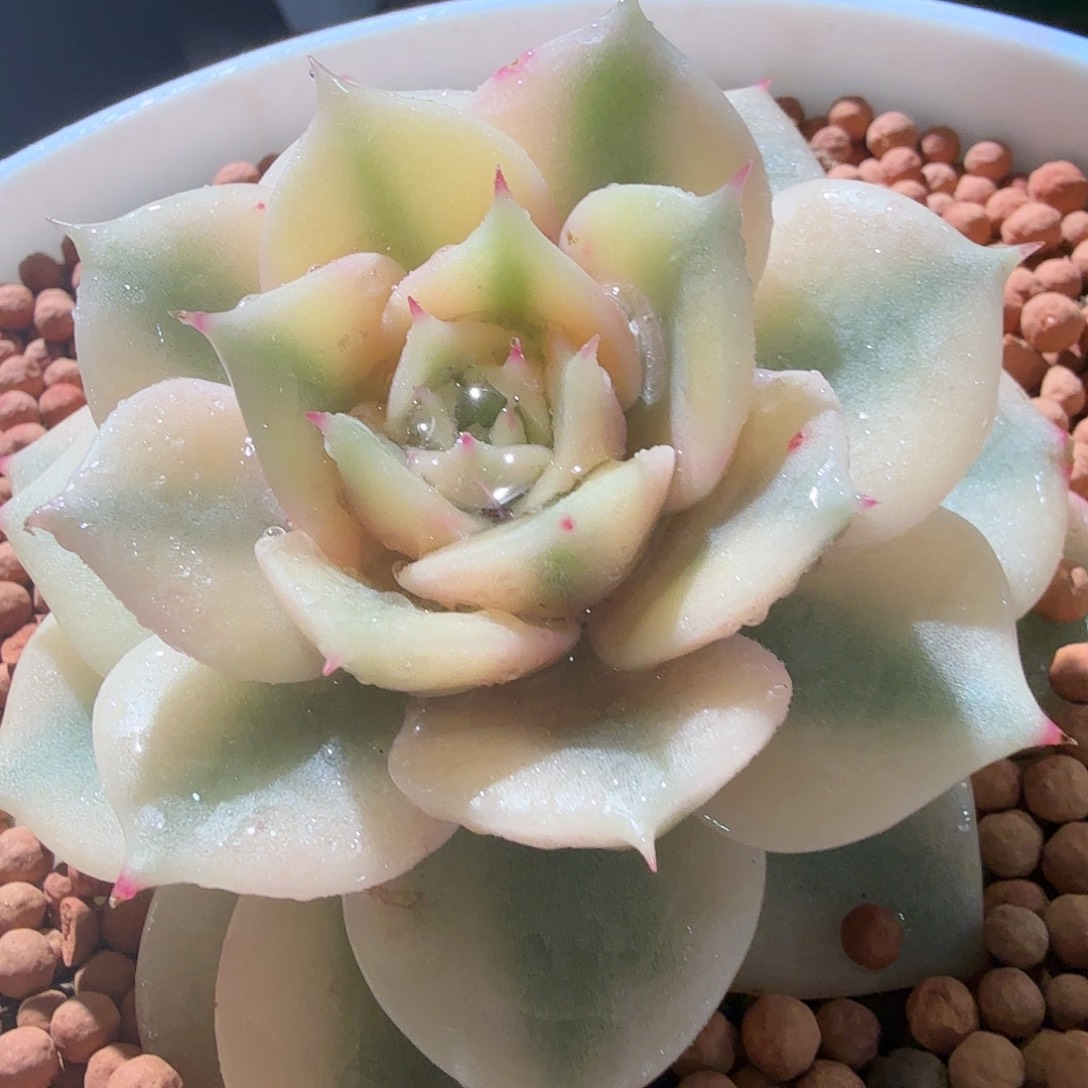 贝加尔湖锦，多肉植物