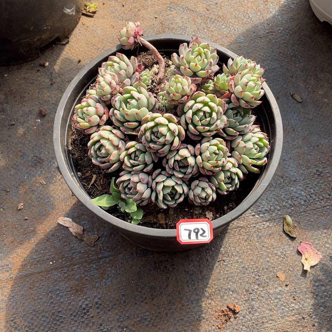 792娜娜 一物一拍多肉