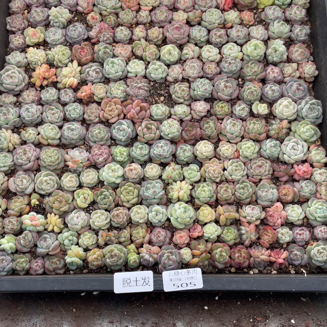 云糖心多肉植物505