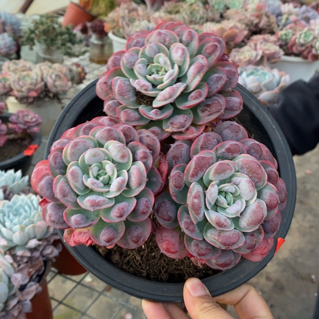 雨滴三头起发老桩大盆