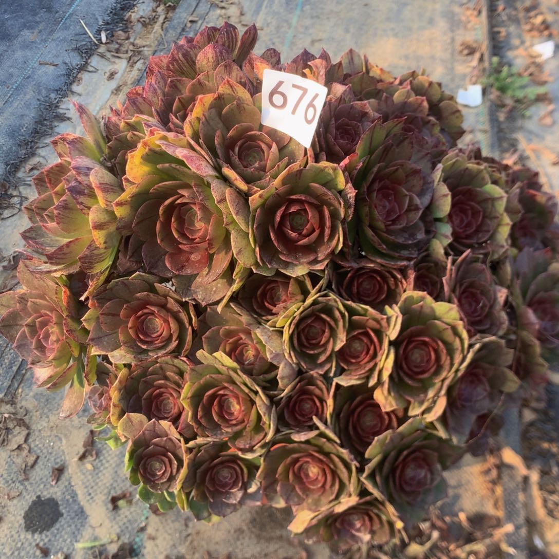 676万拉丝多肉植物