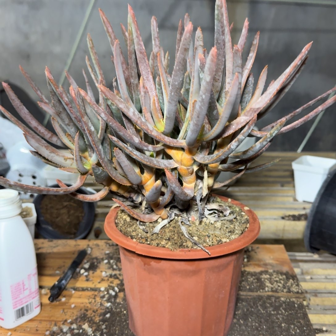 多枝芦荟多肉植物