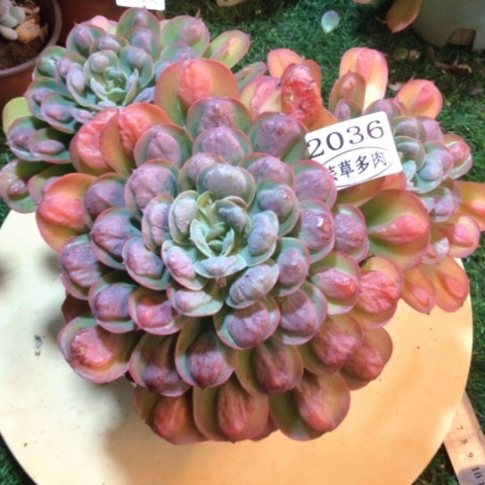 雨滴，2036，一物一拍