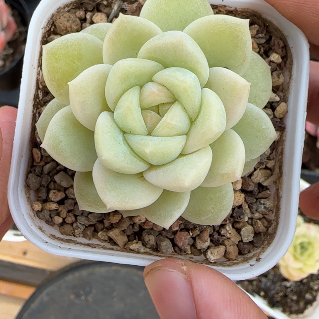一物一拍麦秆糖心06180