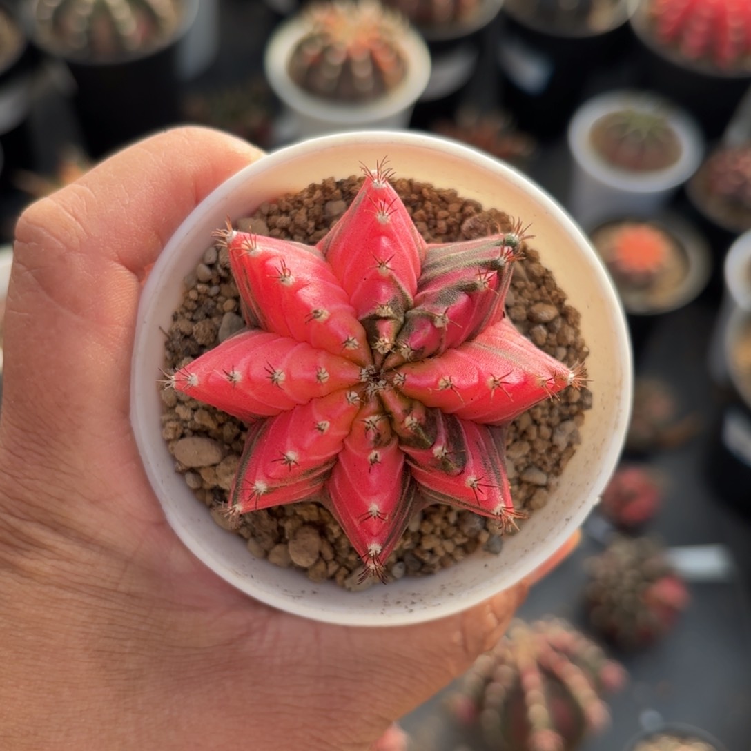 泰系米哈实生仙人球2号