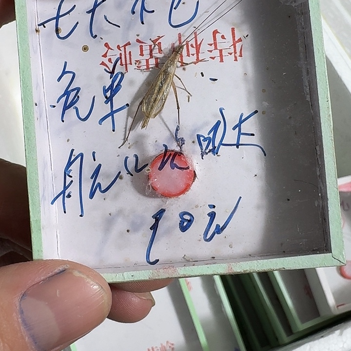 老***哥蟋蟀蝈蝈我在外面吃饭呢你吃