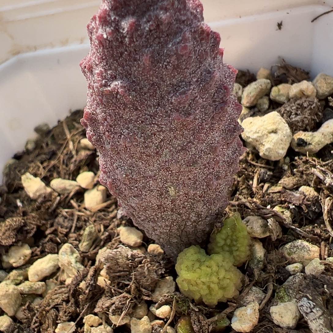 海胆水泡多肉植物