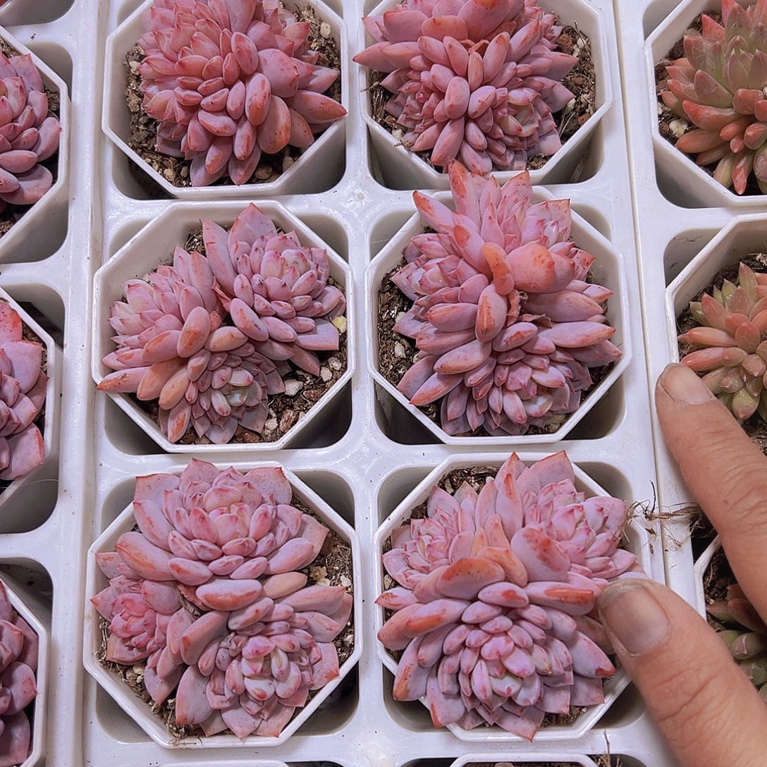 玉芙蓉群生19包邮