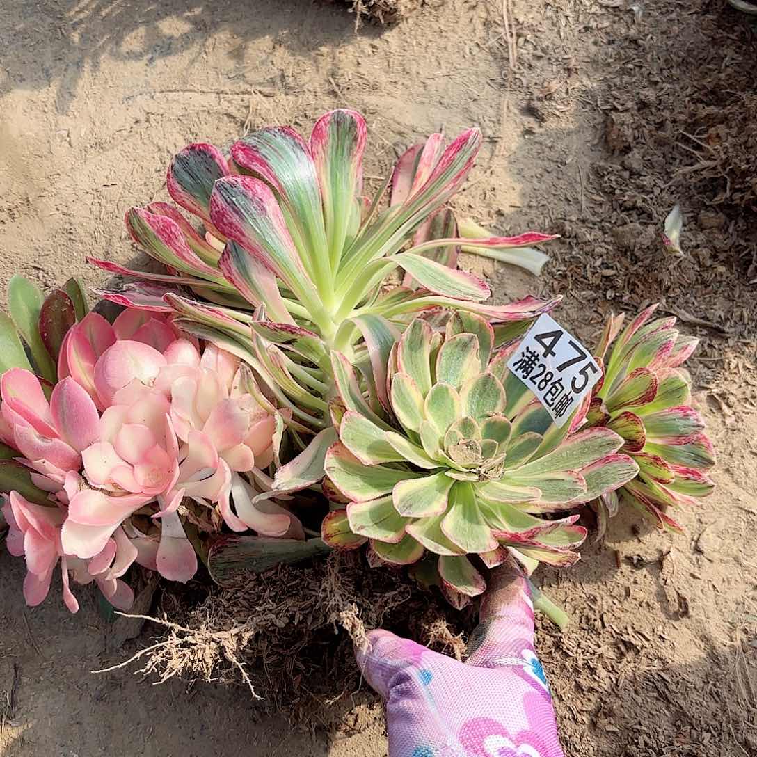 C 475四颗多肉11111