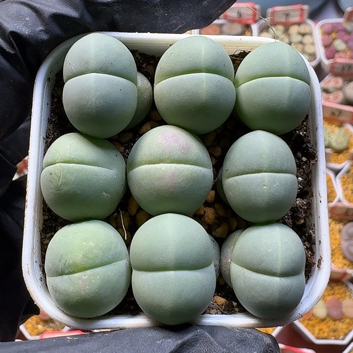 人***戏生石花111111。  121