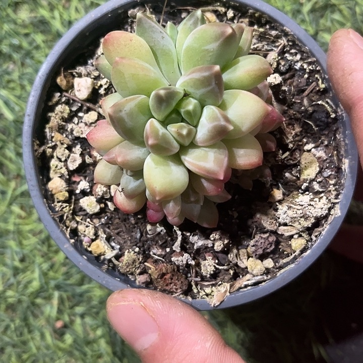 7头雨花石 尺寸5厘米