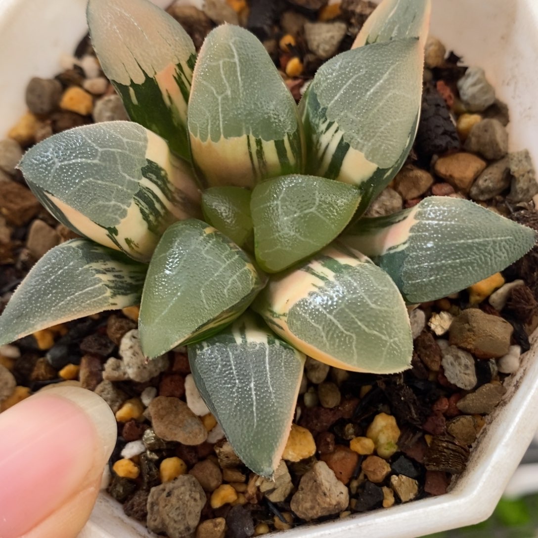 291和田玉克锦一物一拍