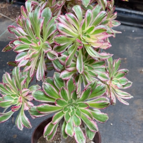 多肉植物微锦锦。