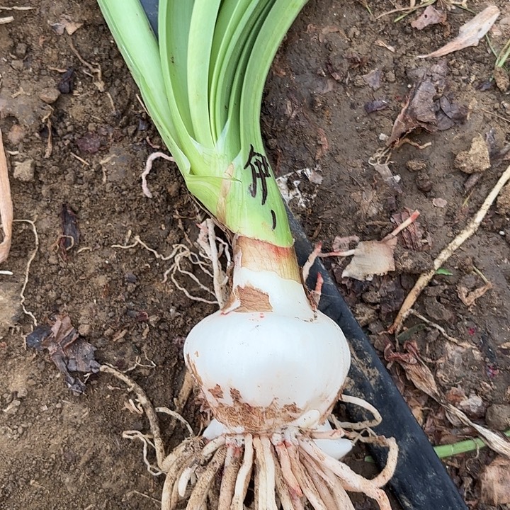 无花朵伊莲娜包对版二号