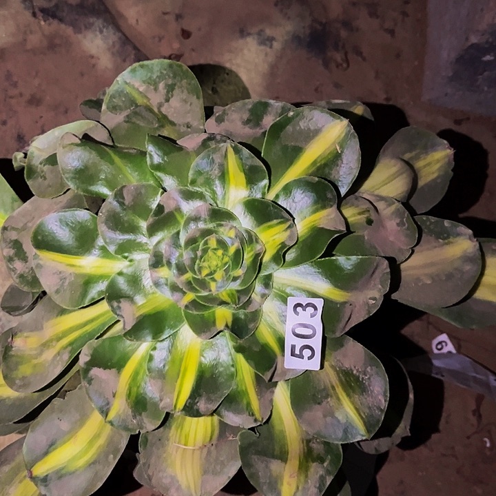 503暴君多肉植物处理不售后