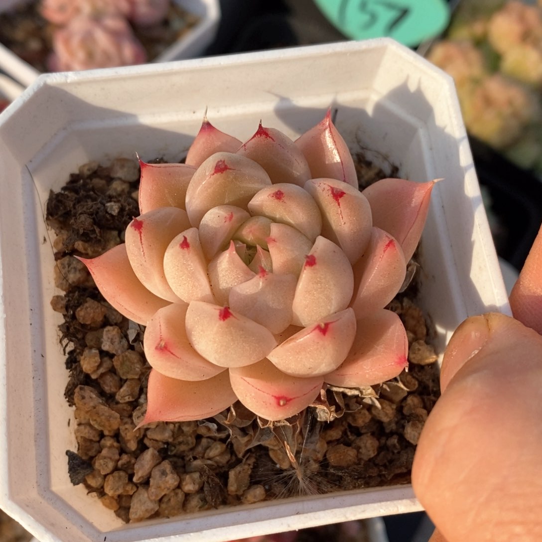 精品多肉一物柏不包整24