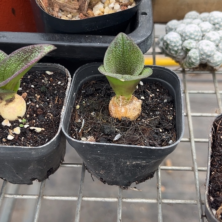 果***妈我也不知道我为什么要这样