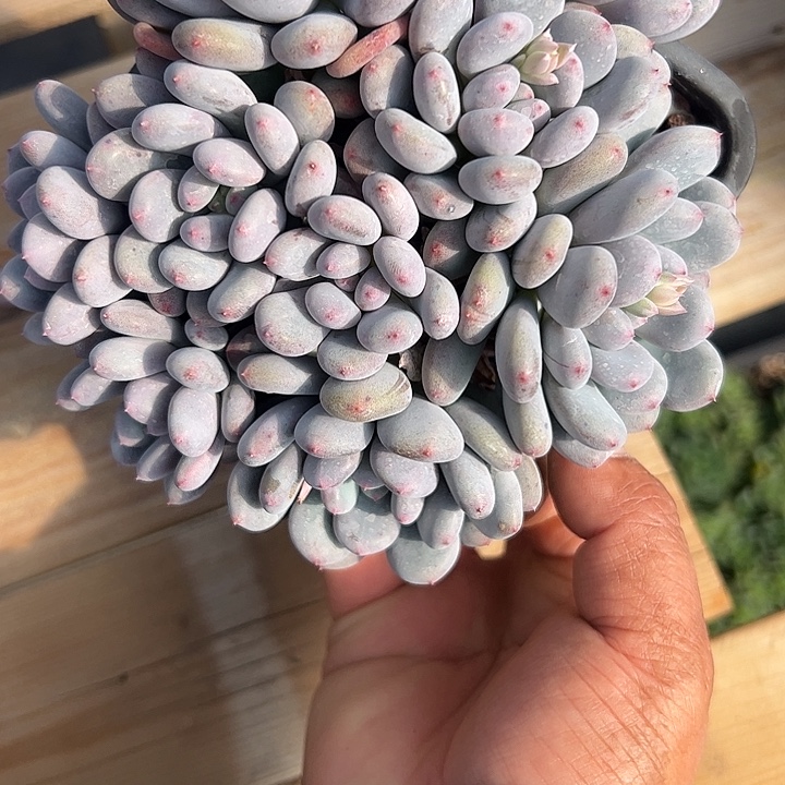 香香雪状态自然群1111