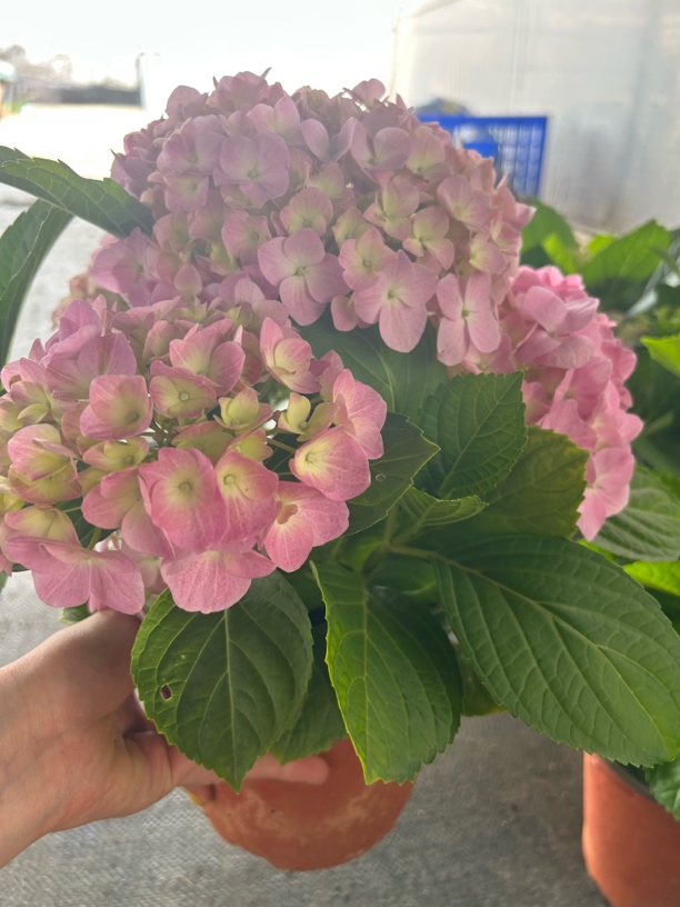 无尽夏  绣球 花 原盆盆
