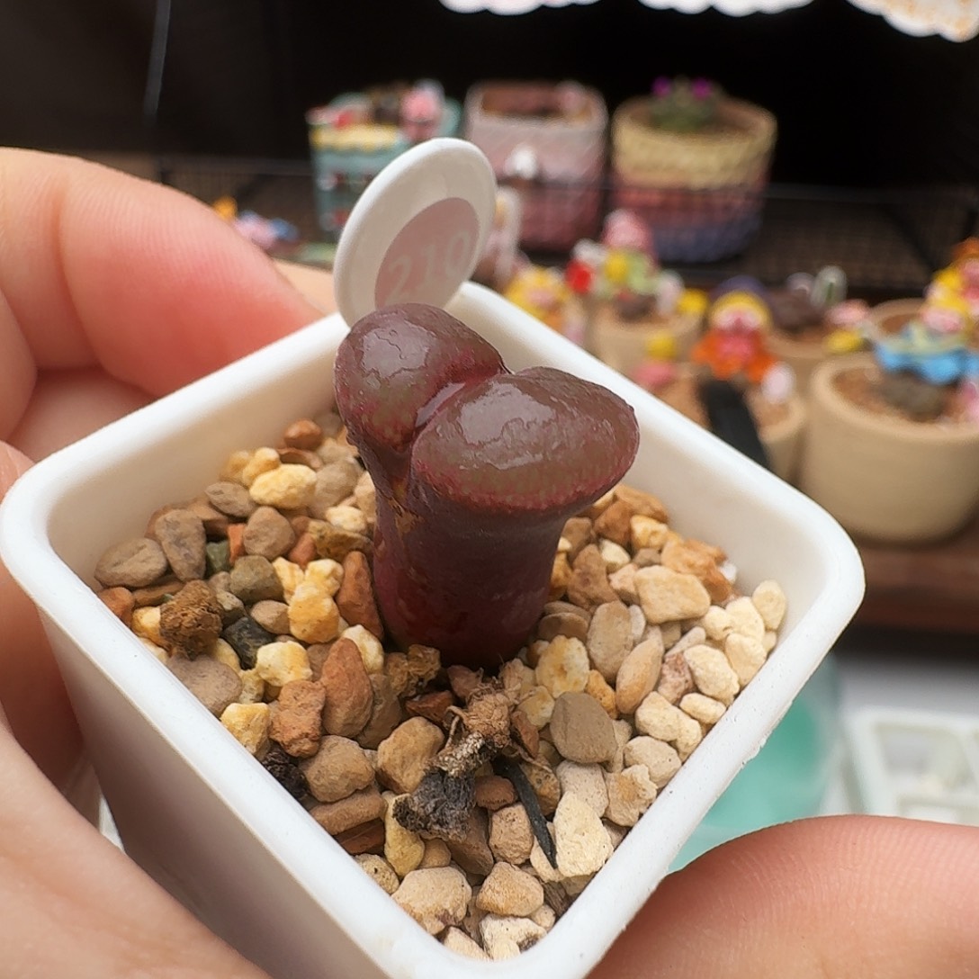 多肉植物福利风铃捡漏210