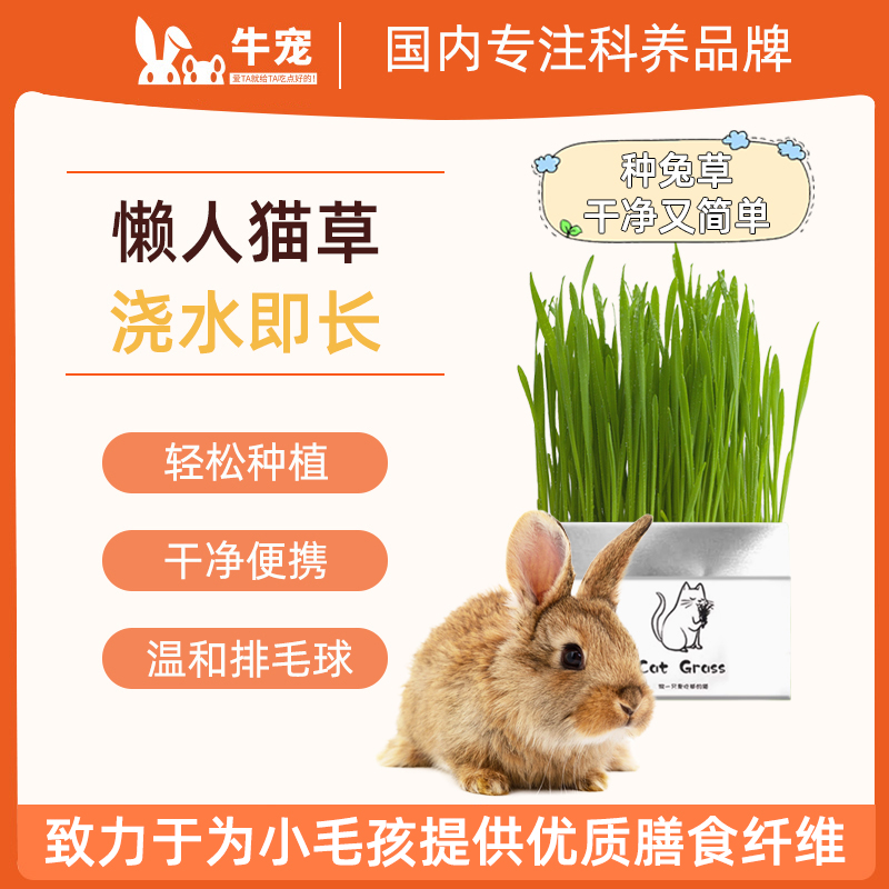 牛宠水培猫草杯兔草小麦种子狗草兔子荷兰猪小麦草无土水培猫草