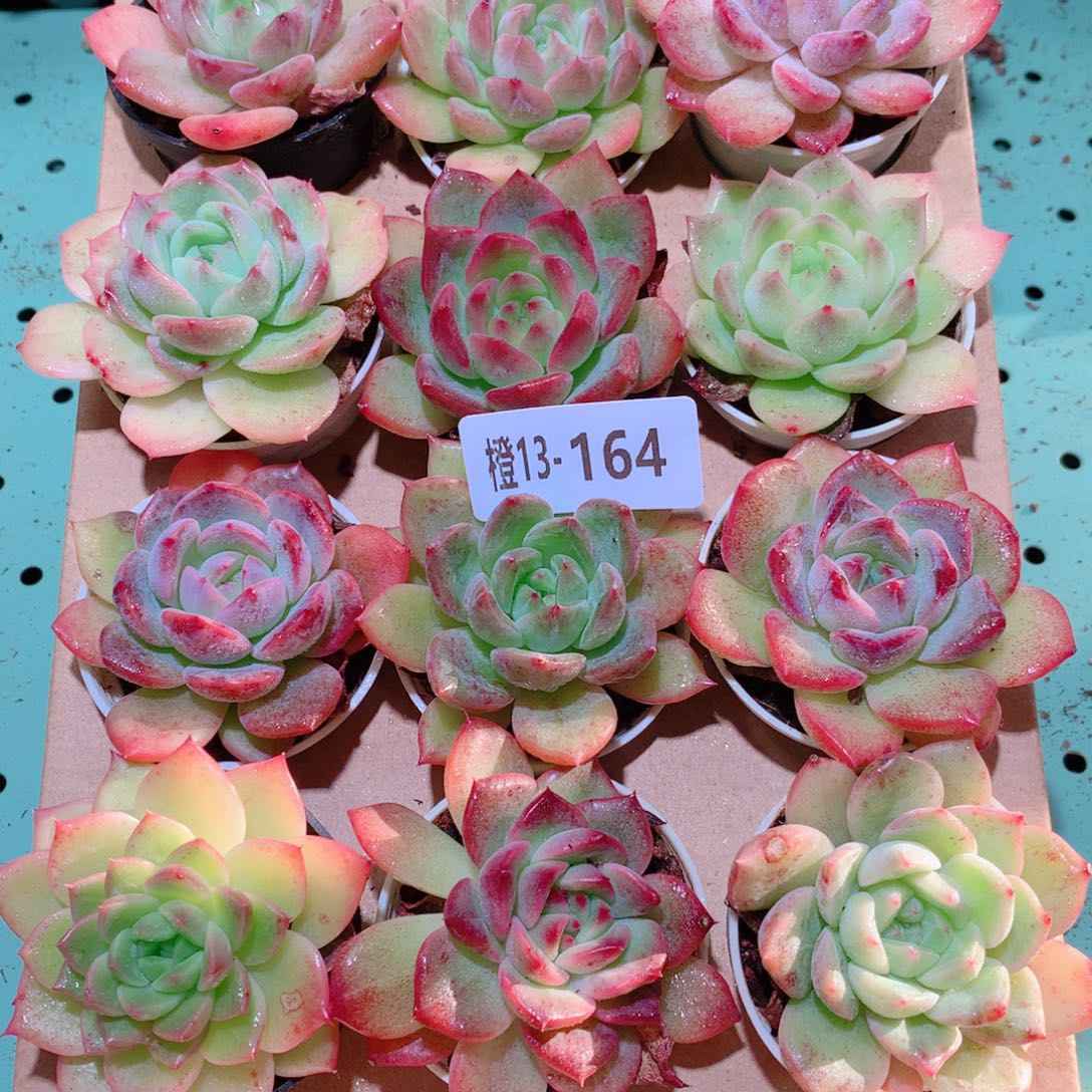 13-164一物一拍多肉带盆18颗