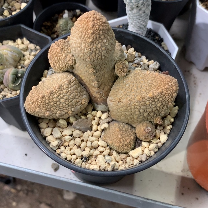 【闪购商品】开播福利实生实生实生