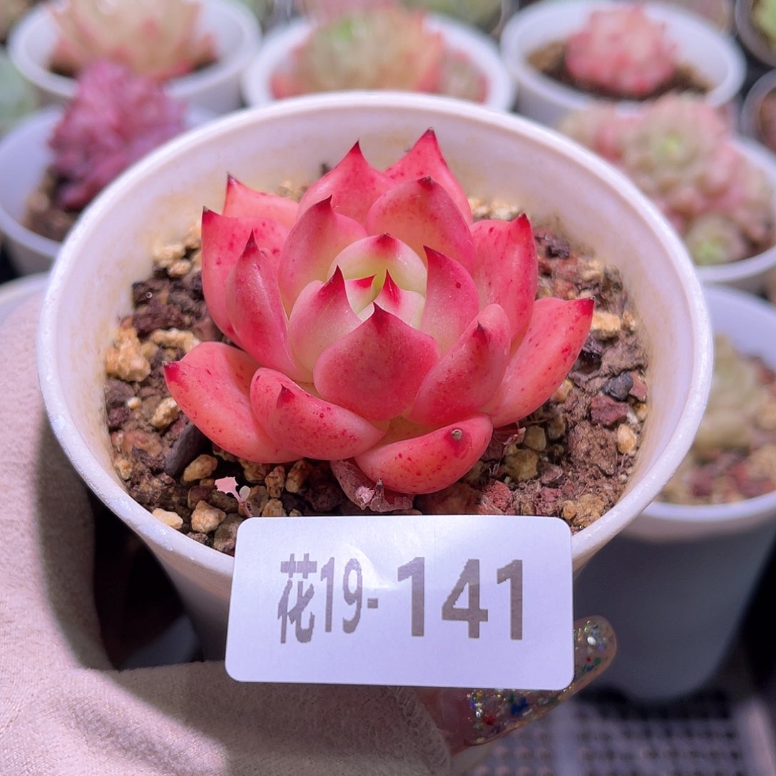 花利美19-141红颜蜜语