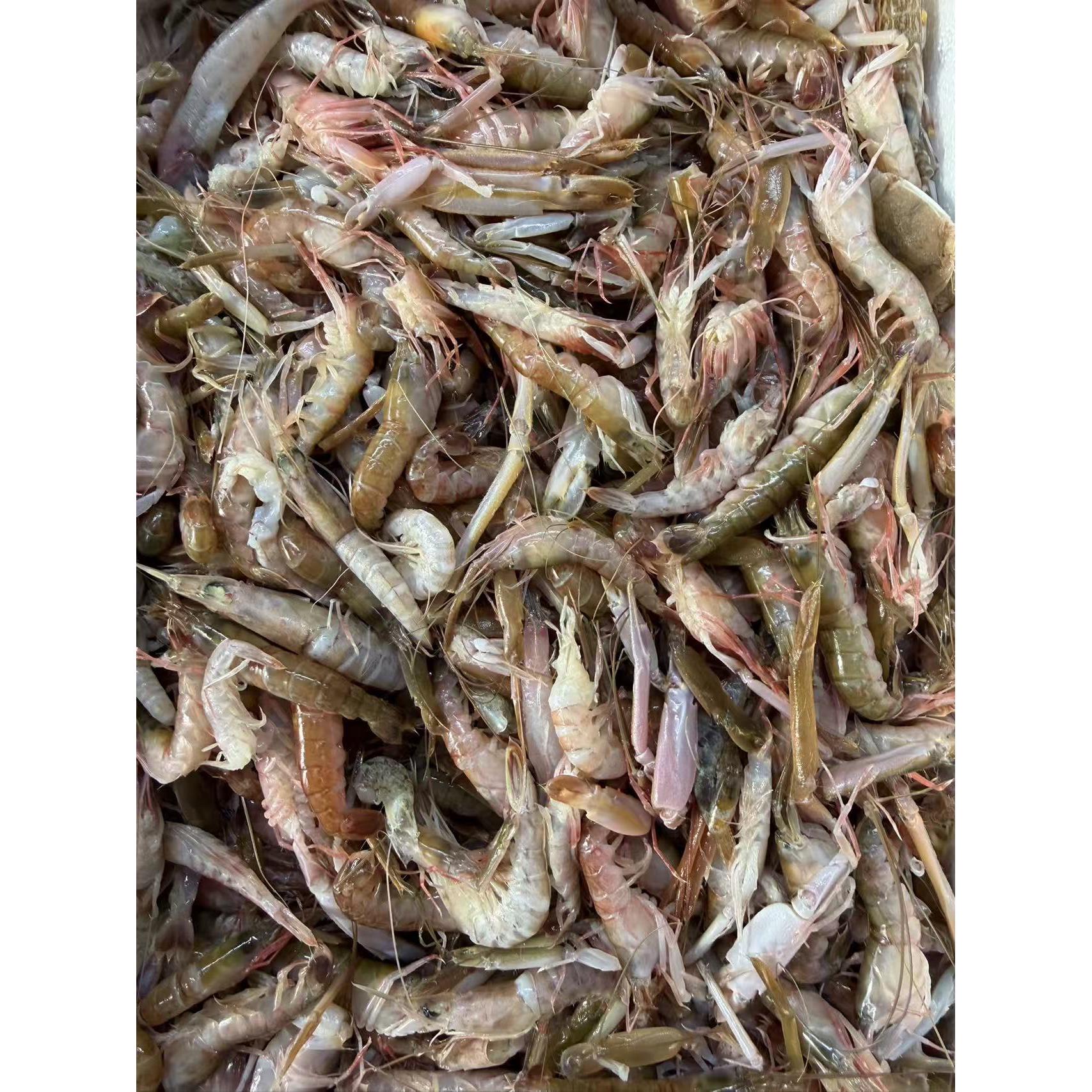 大连本地野生嘎巴虾夹板虾海捕野生顺丰包邮【保鲜不保活】