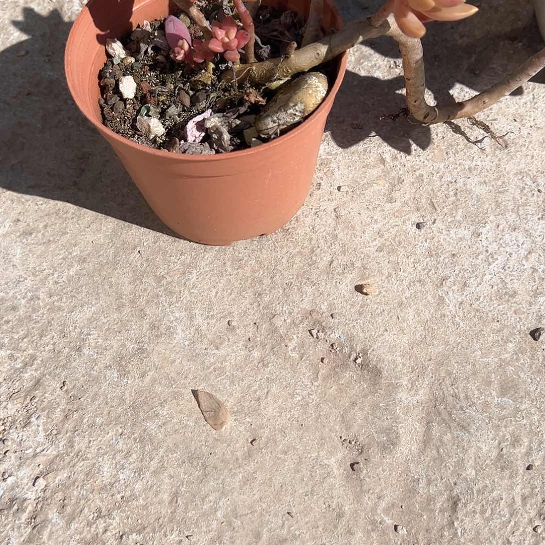 与*i果冻布丁多肉脱土