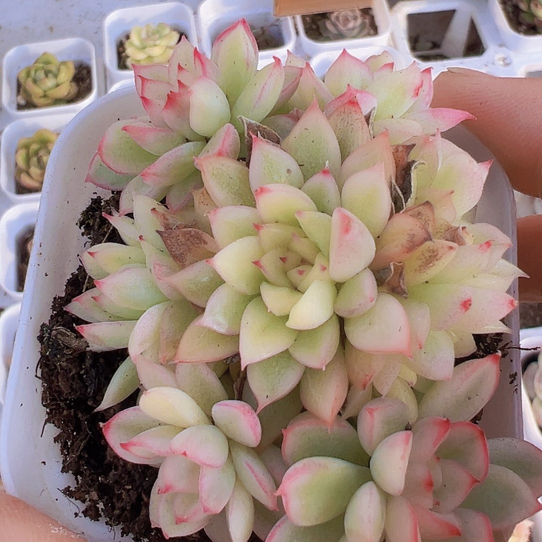 女雏锦19包邮多肉植物