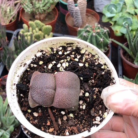 四***草无花朵卧牛带盆土包邮发货