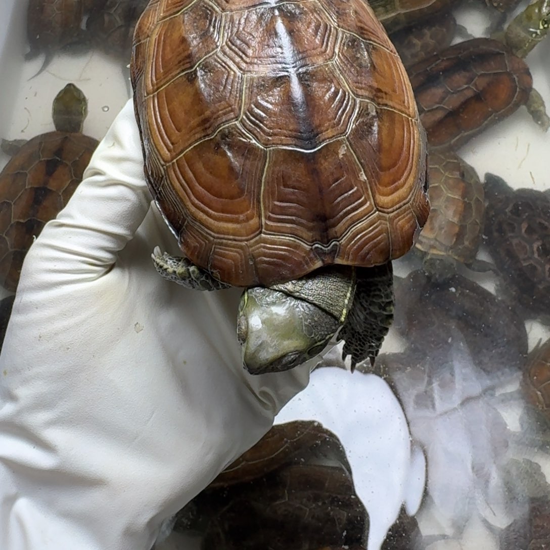 中华草龟母9999999