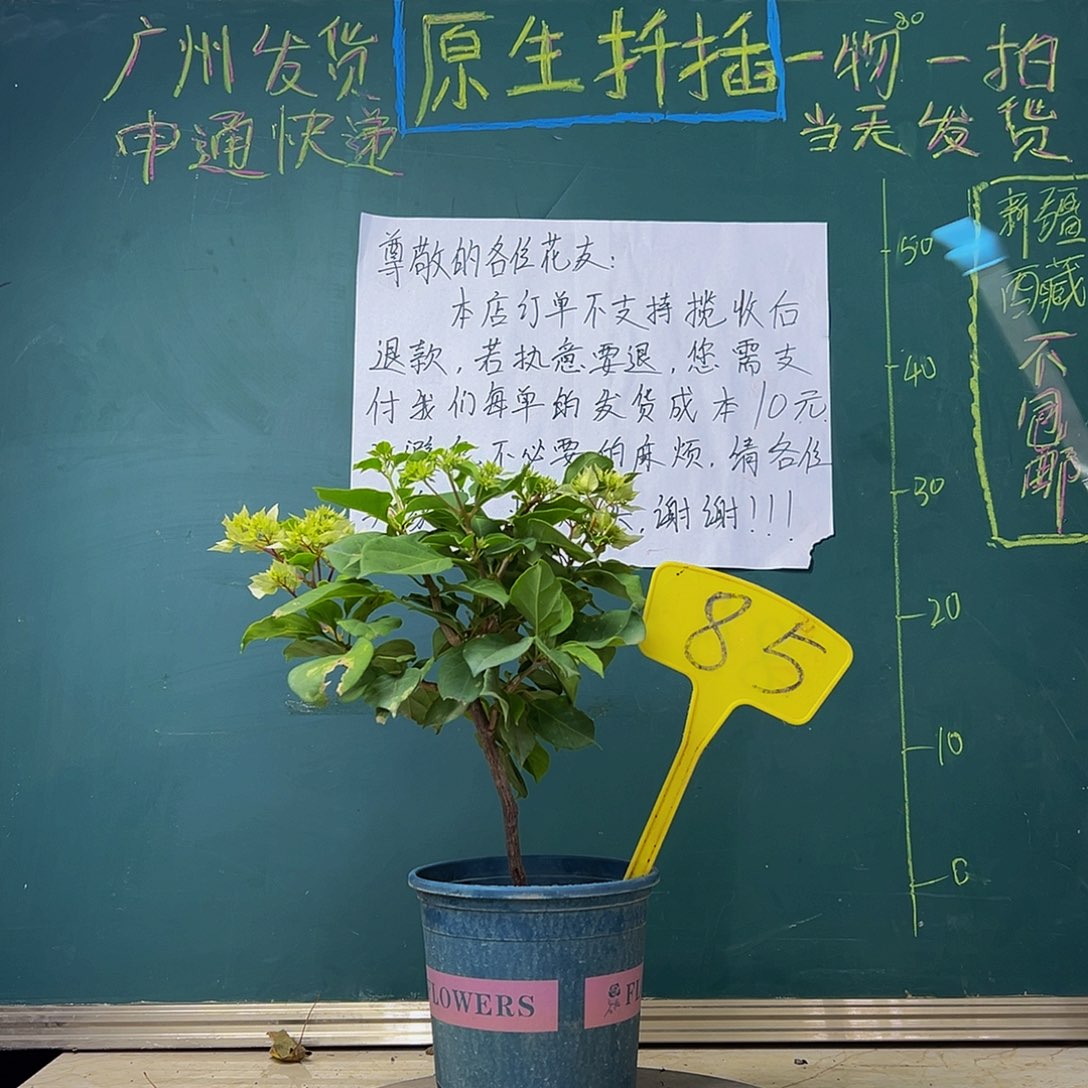 当前无花栽培后可以开花  怡锦 85