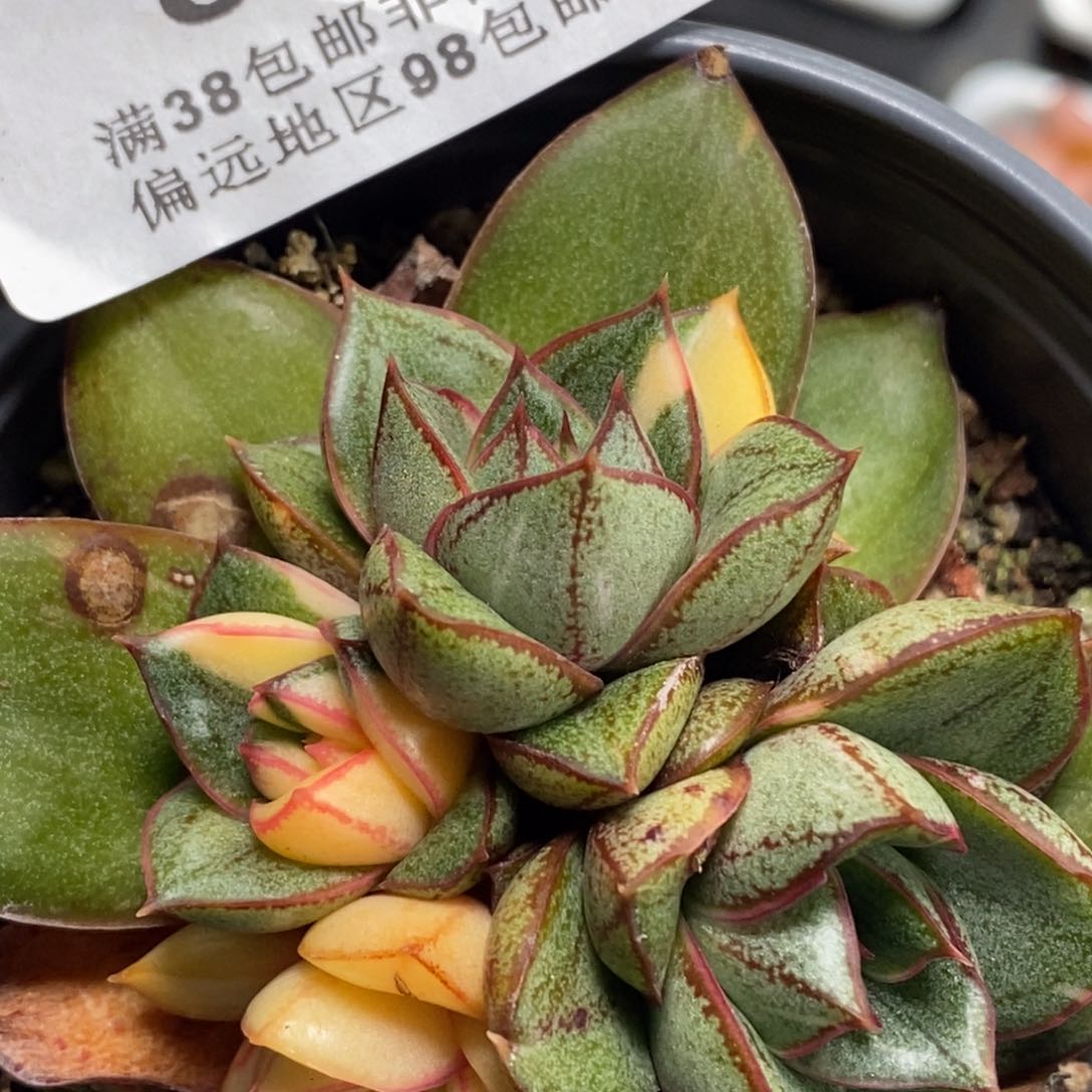 887麒麟座锦有砍底座群