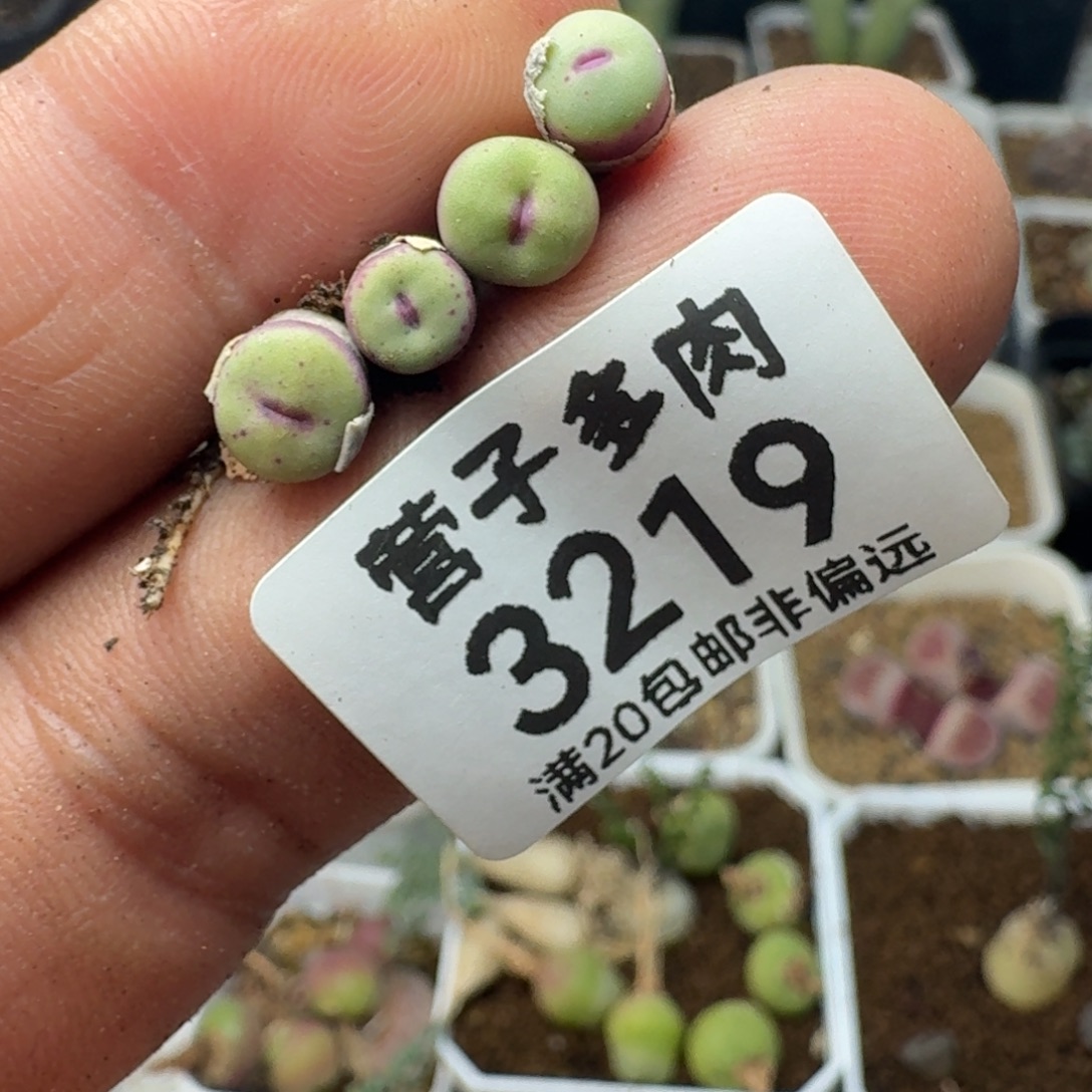 1380b4颗。             