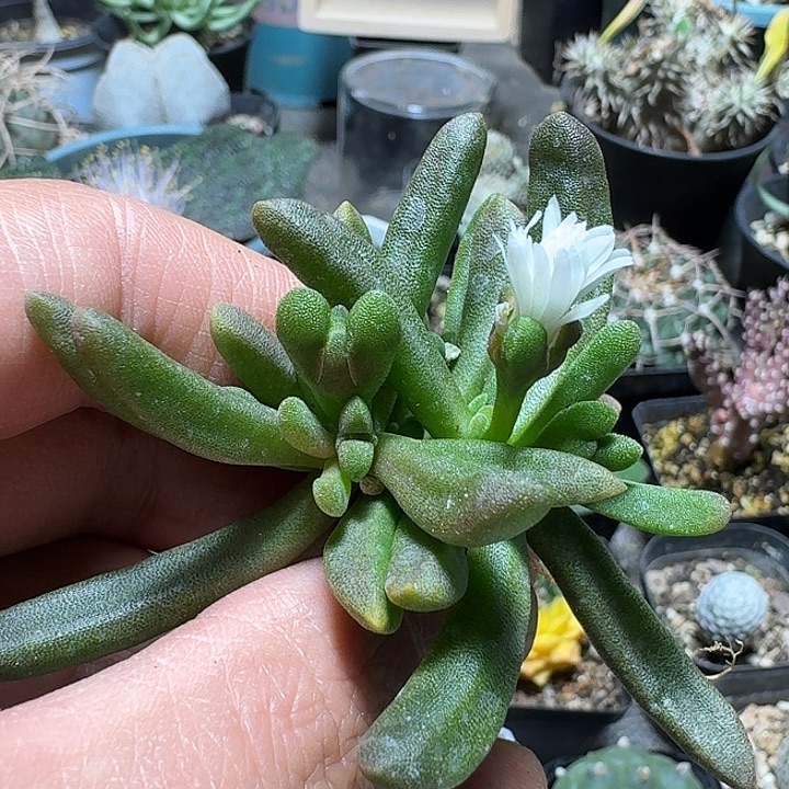 553白花番杏小苗脱土