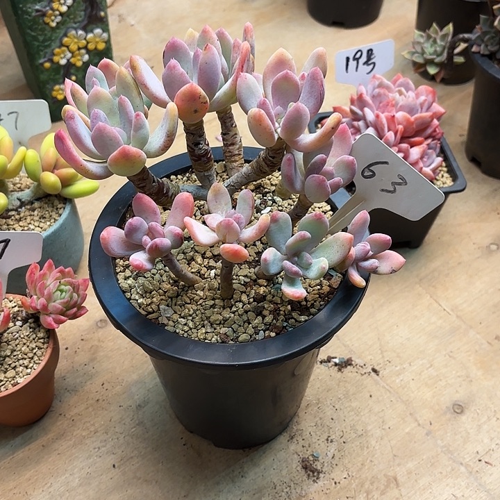 多肉植物，灰姑娘63号