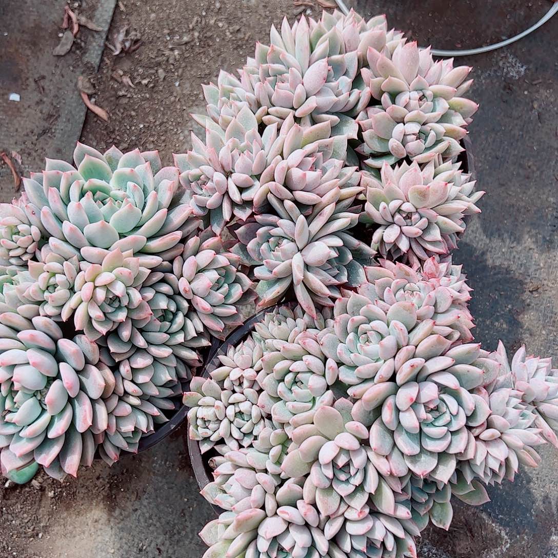 霜花多头造型精品特价二盆