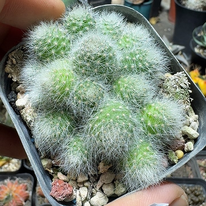 778银蝶丸带盆发货