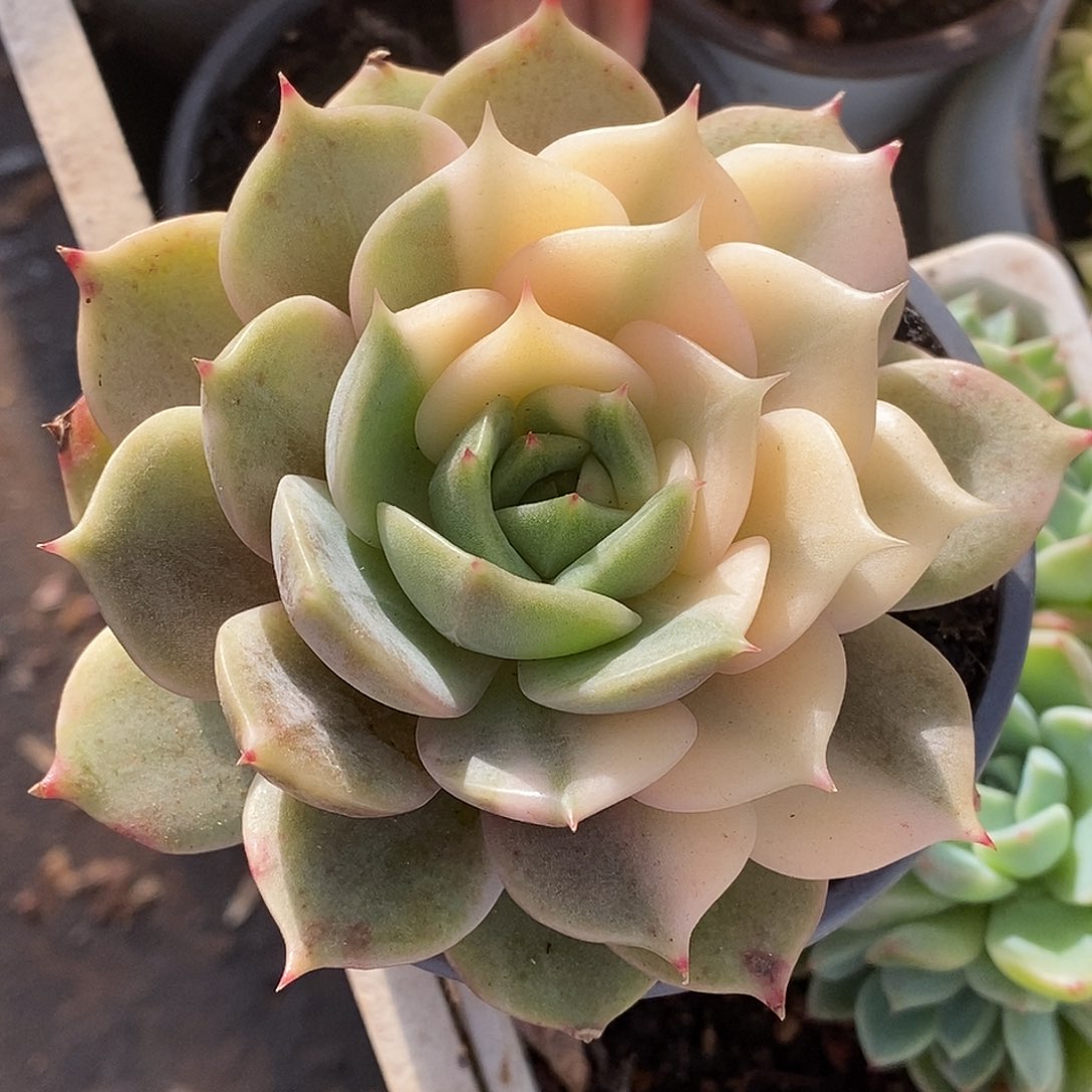 392贝加尔湖哈哈哈哈是