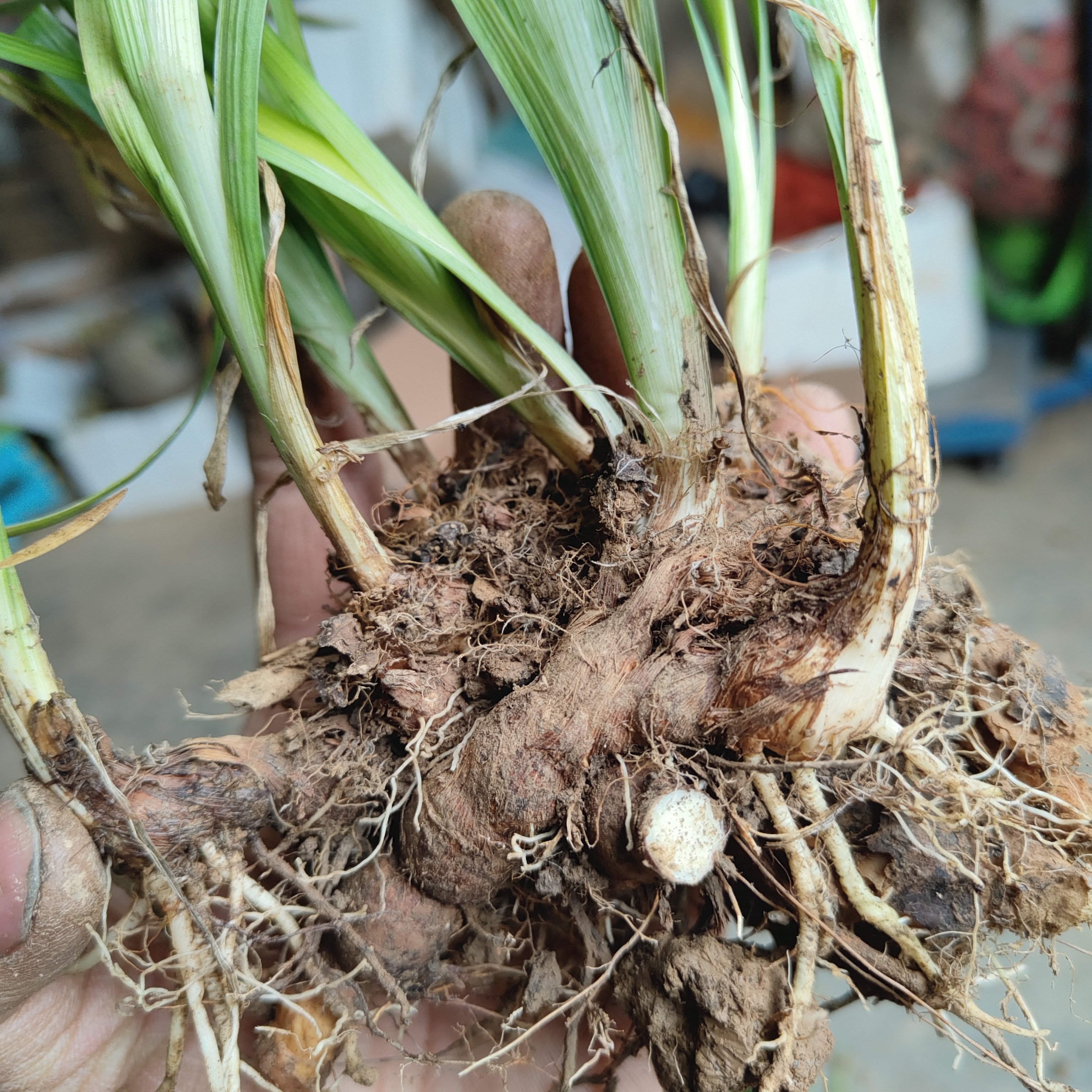 贵州苗家单苞鸢尾仇人不见面夏不见避蛇身冬生还阳躲春草绿植一株