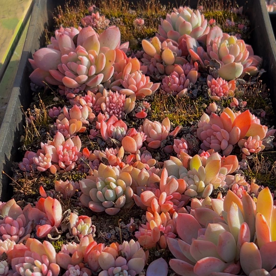 574大热天的一天就过去多肉