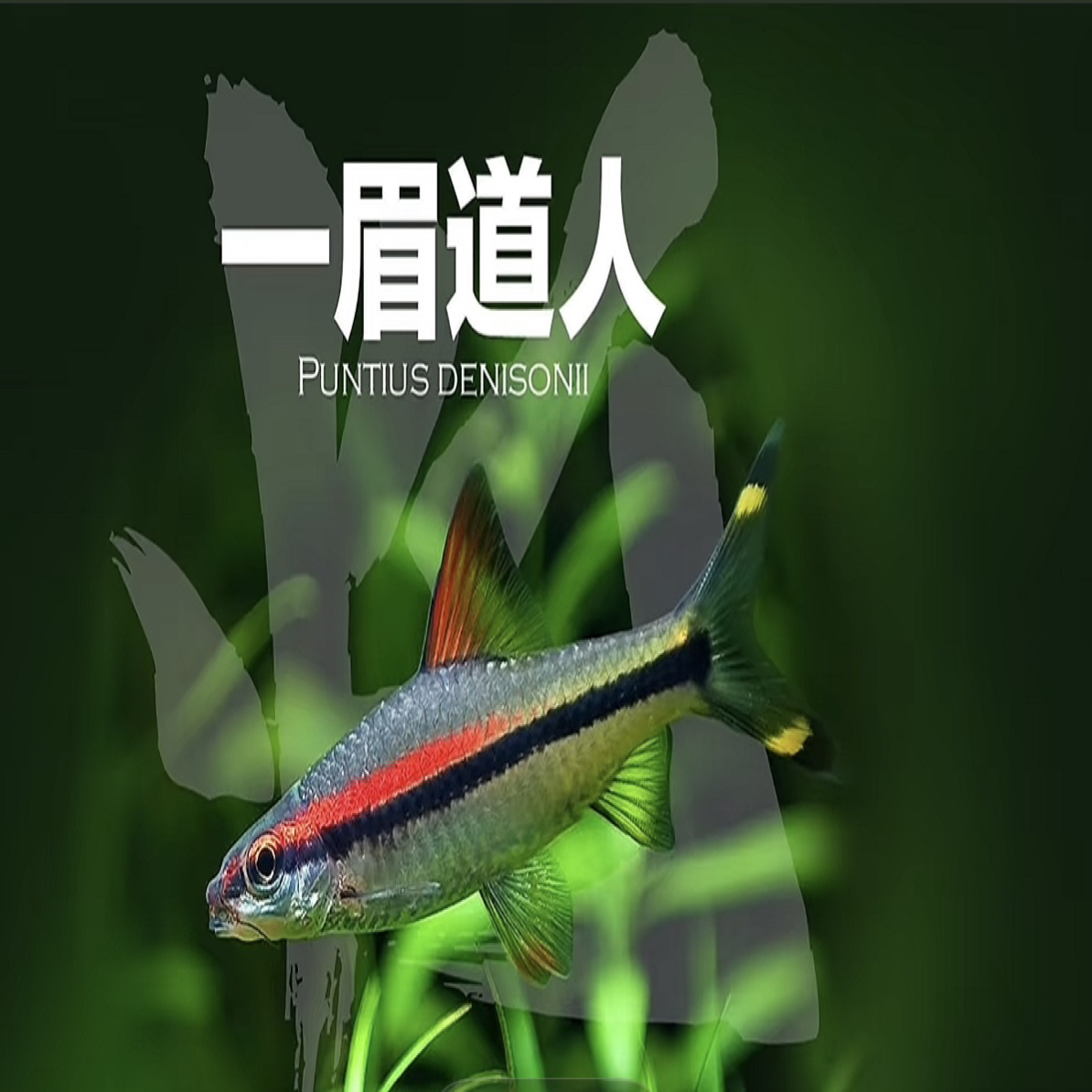 【灯科】一眉道人 热带观赏鱼 群游 适合新手淡水草缸饲养