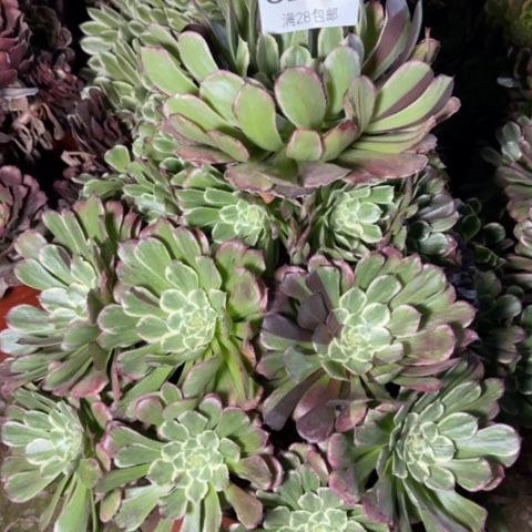 紫陌多肉多肉6259