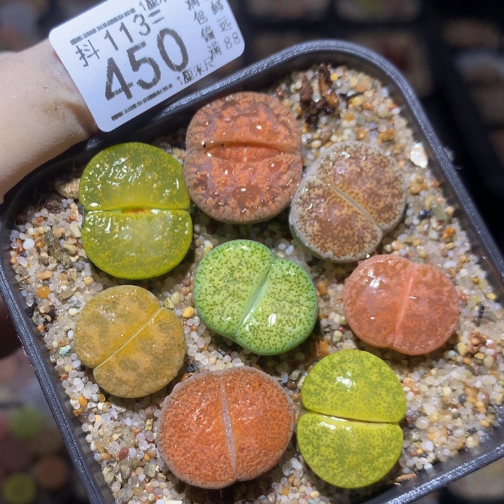 精品生石花113.450