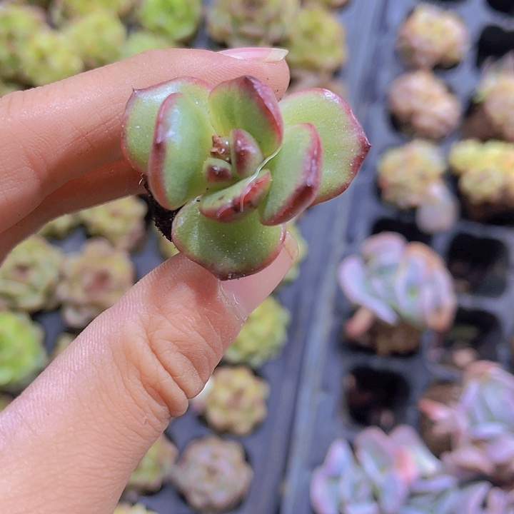 精品油皮万宝龙多肉植物
